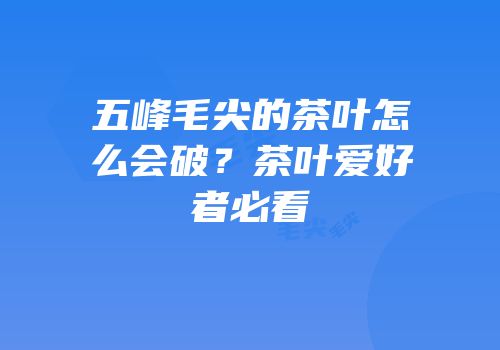 五峰毛尖的茶叶怎么会破？茶叶爱好者必看