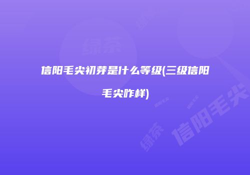 信阳毛尖初芽是什么等级(三级信阳毛尖咋样)