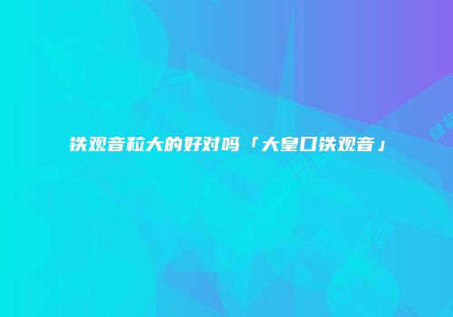 铁观音粒大的好对吗「大皇口铁观音」