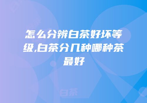 怎么分辨白茶好坏等级,白茶分几种哪种茶最好
