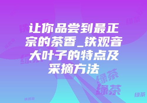 让你品尝到最正宗的茶香_铁观音大叶子的特点及采摘方法