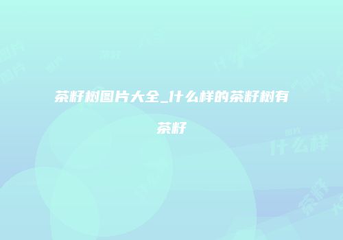 茶籽树图片大全_什么样的茶籽树有茶籽
