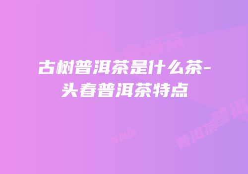 古树普洱茶是什么茶-头春普洱茶特点