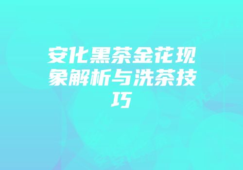 安化黑茶金花现象解析与洗茶技巧
