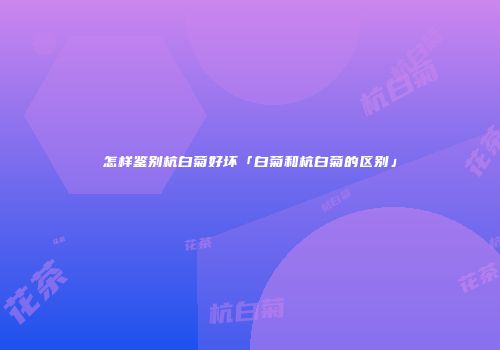 怎样鉴别杭白菊好坏「白菊和杭白菊的区别」