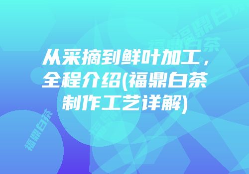 从采摘到鲜叶加工，全程介绍(福鼎白茶制作工艺详解)