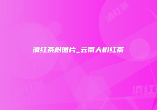 滇红茶树图片_云南大树红茶