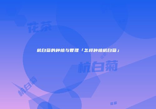 杭白菊的种植与管理「怎样种植杭白菊」