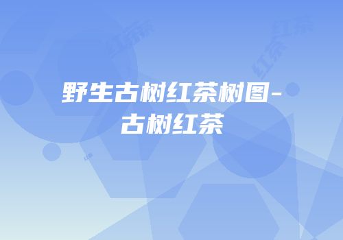 野生古树红茶树图-古树红茶