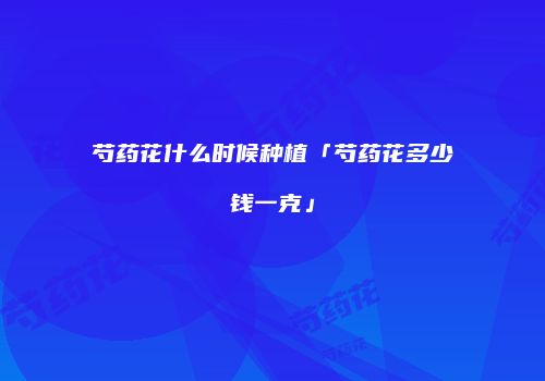 芍药花什么时候种植「芍药花多少钱一克」