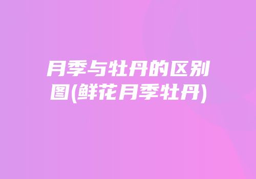 月季与牡丹的区别图(鲜花月季牡丹)