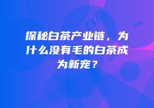 探秘白茶产业链，为什么没有毛的白茶成为新宠？