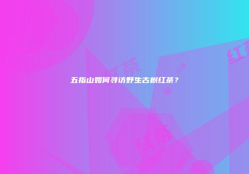 五指山如何寻访野生古树红茶？