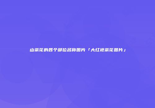 山茶花的各个部位名称图片「大红袍茶花图片」