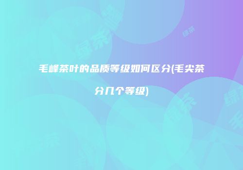 毛峰茶叶的品质等级如何区分(毛尖茶分几个等级)