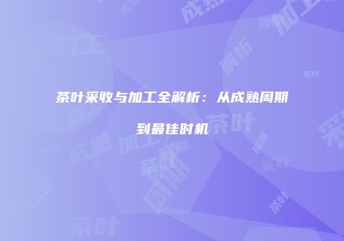 茶叶采收与加工全解析：从成熟周期到最佳时机