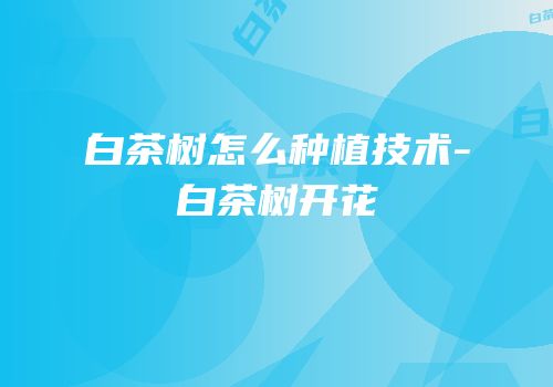 白茶树怎么种植技术-白茶树开花