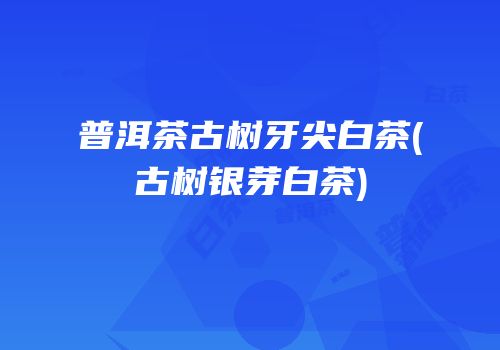 普洱茶古树牙尖白茶(古树银芽白茶)