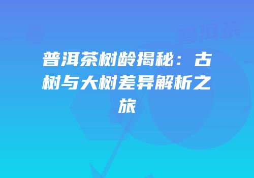 普洱茶树龄揭秘：古树与大树差异解析之旅
