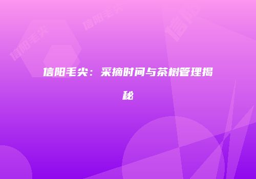 信阳毛尖：采摘时间与茶树管理揭秘