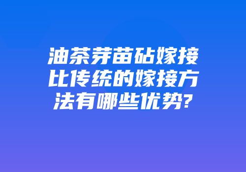 油茶芽苗砧嫁接比传统的嫁接方法有哪些优势?