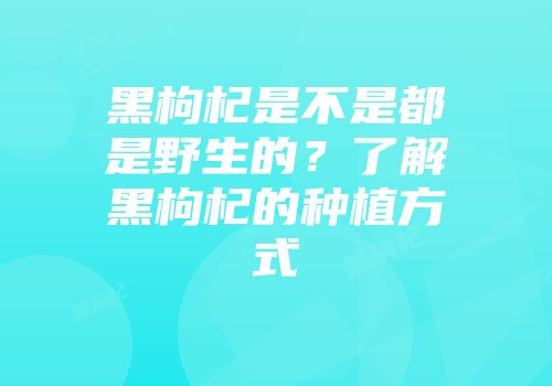 黑枸杞是不是都是野生的？了解黑枸杞的种植方式