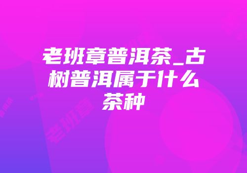 老班章普洱茶_古树普洱属于什么茶种