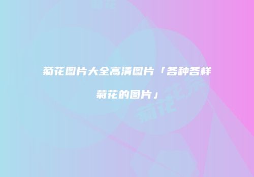 菊花图片大全高清图片「各种各样菊花的图片」
