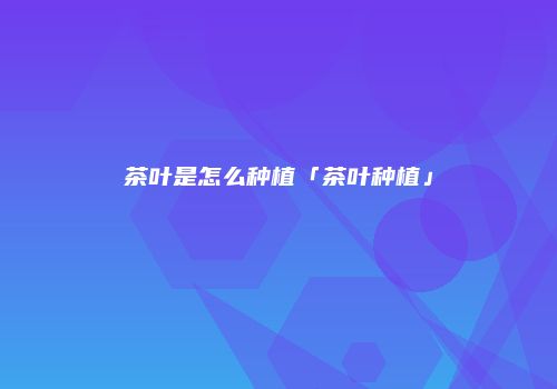 茶叶是怎么种植「茶叶种植」
