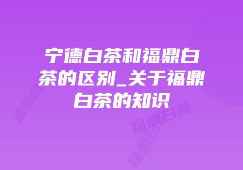 宁德白茶和福鼎白茶的区别_关于福鼎白茶的知识