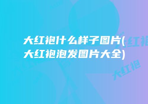 大红袍什么样子图片(大红袍泡发图片大全)
