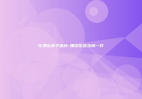 玫瑰花种子图片-瑰玫花多少钱一斤