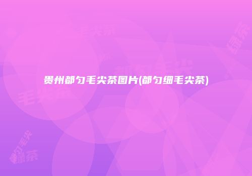 贵州都匀毛尖茶图片(都匀细毛尖茶)