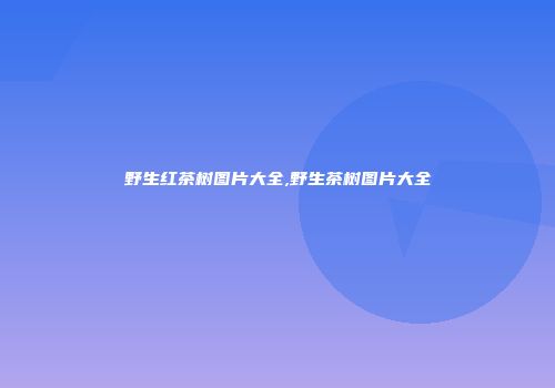 野生红茶树图片大全,野生茶树图片大全