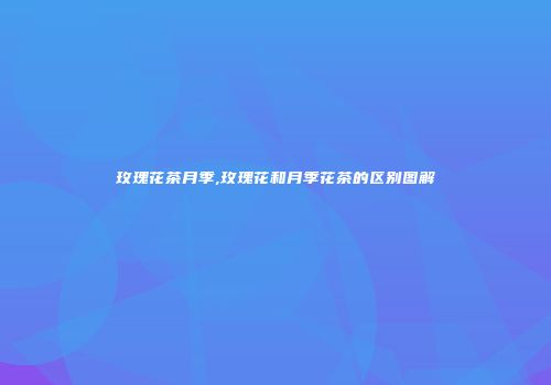 玫瑰花茶月季,玫瑰花和月季花茶的区别图解