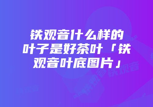 铁观音什么样的叶子是好茶叶「铁观音叶底图片」