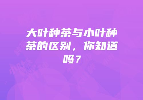 大叶种茶与小叶种茶的区别，你知道吗？