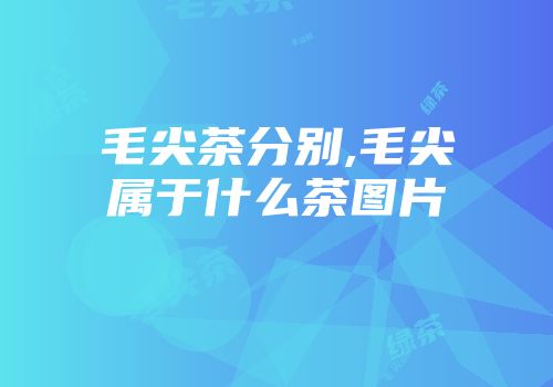 毛尖茶分别,毛尖属于什么茶图片