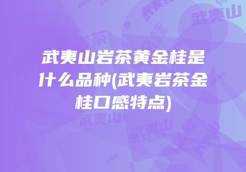 武夷山岩茶黄金桂是什么品种(武夷岩茶金桂口感特点)