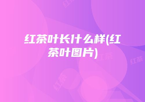 红茶叶长什么样(红茶叶图片)