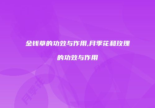 金钱草的功效与作用,月季花和玫瑰的功效与作用