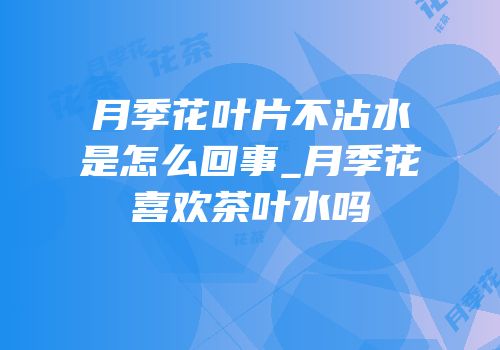 月季花叶片不沾水是怎么回事_月季花喜欢茶叶水吗