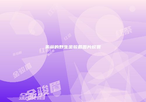 美丽的野生金骏眉图片欣赏
