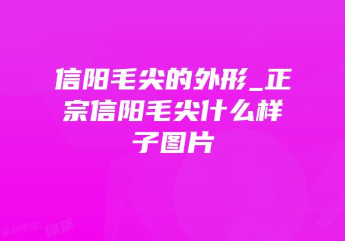 信阳毛尖的外形_正宗信阳毛尖什么样子图片