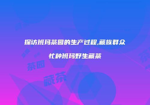 探访班玛茶园的生产过程,藏族群众忙种班玛野生藏茶