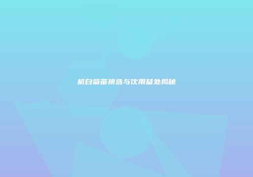 杭白菊苗挑选与饮用益处揭秘