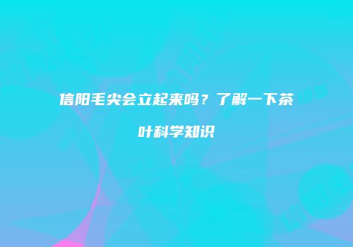 信阳毛尖会立起来吗？了解一下茶叶科学知识