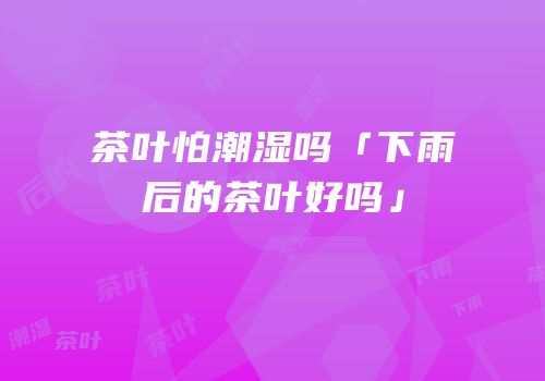 茶叶怕潮湿吗「下雨后的茶叶好吗」
