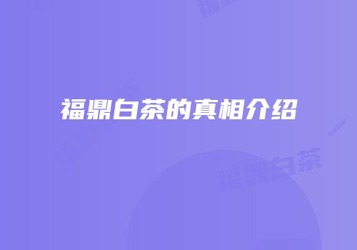 福鼎白茶的真相介绍