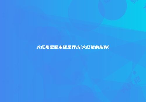 大红袍是灌木还是乔木(大红袍的树种)
